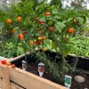 Jalapeño Pepper Live Plant - Hot Chili Vegetable Starter Plant - Potted - Image 1
