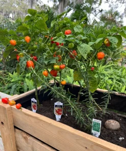 Jalapeño & Sweet Pepper Live Plants - Vegetable Plants for Garden - Image 3