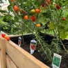 Jalapeño & Sweet Pepper Live Plants - Vegetable Plants for Garden - Image 1
