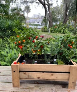 Jalapeño & Sweet Pepper Seeds - Vegetable Garden Pack - USA Grown - Image 2