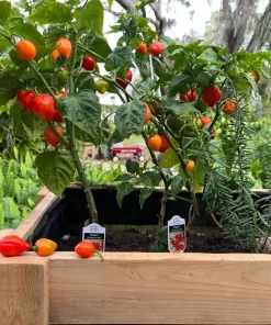 Jalapeño & Sweet Pepper Seeds - Vegetable Garden Pack - USA Grown - Image 4