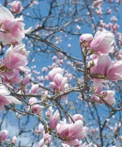 Jane Magnolia Live Plant - Purple Pink Flowers, Shrub, 6-12