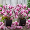 Jane Magnolia Live Plant - Purple Pink Flowers, Shrub, 6-12" Tall, 2.5" Pot - Image 1