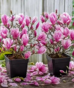 Jane Magnolia Live Plant - Purple Pink Flowers, Shrub, 6-12" Tall, 2.5" Pot - Image 1
