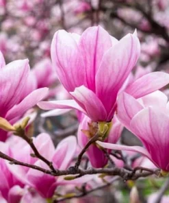 Jane Magnolia Live Plant - Purple Pink Flowers, Shrub, 6-12