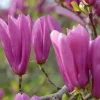 Jane Magnolia Live Tree – Pink Purple Flowering Ornamental Tree – 24-30" Tall – 1 Gallon Pot – Outdoor - Image 1
