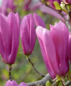 Jane Magnolia Live Tree – Pink Purple Flowering Ornamental Tree – 24-30" Tall – 1 Gallon Pot – Outdoor - Image 1
