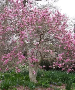 Jane Magnolia Live Tree – Pink Purple Flowering Ornamental Tree – 24-30" Tall – 1 Gallon Pot – Outdoor - Image 2