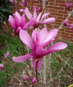 Jane Magnolia Live Tree – Pink Purple Flowering Ornamental Tree – 24-30