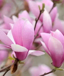 Jane Magnolia Shrub Tree 12-18" Tall – Live Plant – Fragrant Pink Purple Blooms – 1 Gallon Pot – Outdoor Deciduous - Image 2