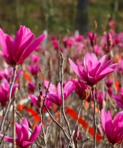 Jane Magnolia Shrub Tree 12-18