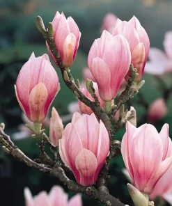 Jane Magnolia Shrub Tree 12-18