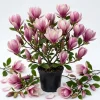 Jane Magnolia Shrub Tree 12-18" Tall – Live Plant – Fragrant Pink Purple Blooms – 1 Gallon Pot – Outdoor Deciduous - Image 1