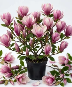 Jane Magnolia Shrub Tree 12-18" Tall – Live Plant – Fragrant Pink Purple Blooms – 1 Gallon Pot – Outdoor Deciduous - Image 1