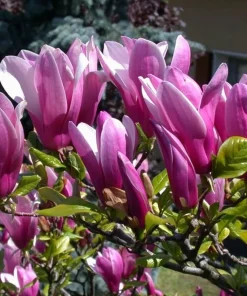 Jane Magnolia Shrub Tree Live Plant 5-14