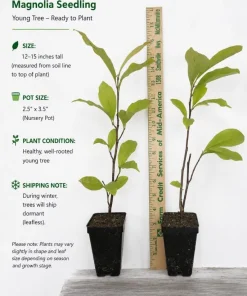 Jane Magnolia Shrub Tree Live Plant 5-14