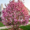 Jane Magnolia Shrub Tree Live Plant 5-14" Tall - Fragrant Purple Pink Blooms Outdoor - Image 1