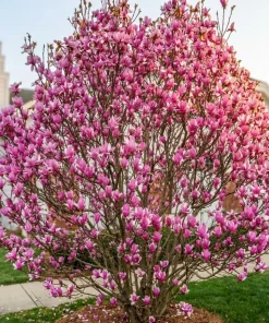 Jane Magnolia Shrub Tree Live Plant 5-14" Tall - Fragrant Purple Pink Blooms Outdoor - Image 1