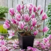 Jane Magnolia Tree – Live Plant – Purple Pink Flowers – 6-12" Tall Shrub – 2.5" Pot - Image 1