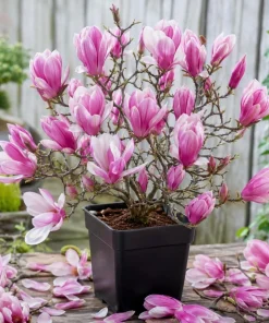 Jane Magnolia Tree – Live Plant – Purple Pink Flowers – 6-12" Tall Shrub – 2.5" Pot - Image 1