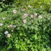 Japanese Anemone 'Robustissima' Live Plant - Pink Windflower in 4 Inch Pot - Image 1