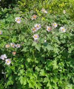 Japanese Anemone 'Robustissima' Live Plant - Pink Windflower in 4 Inch Pot - Image 1