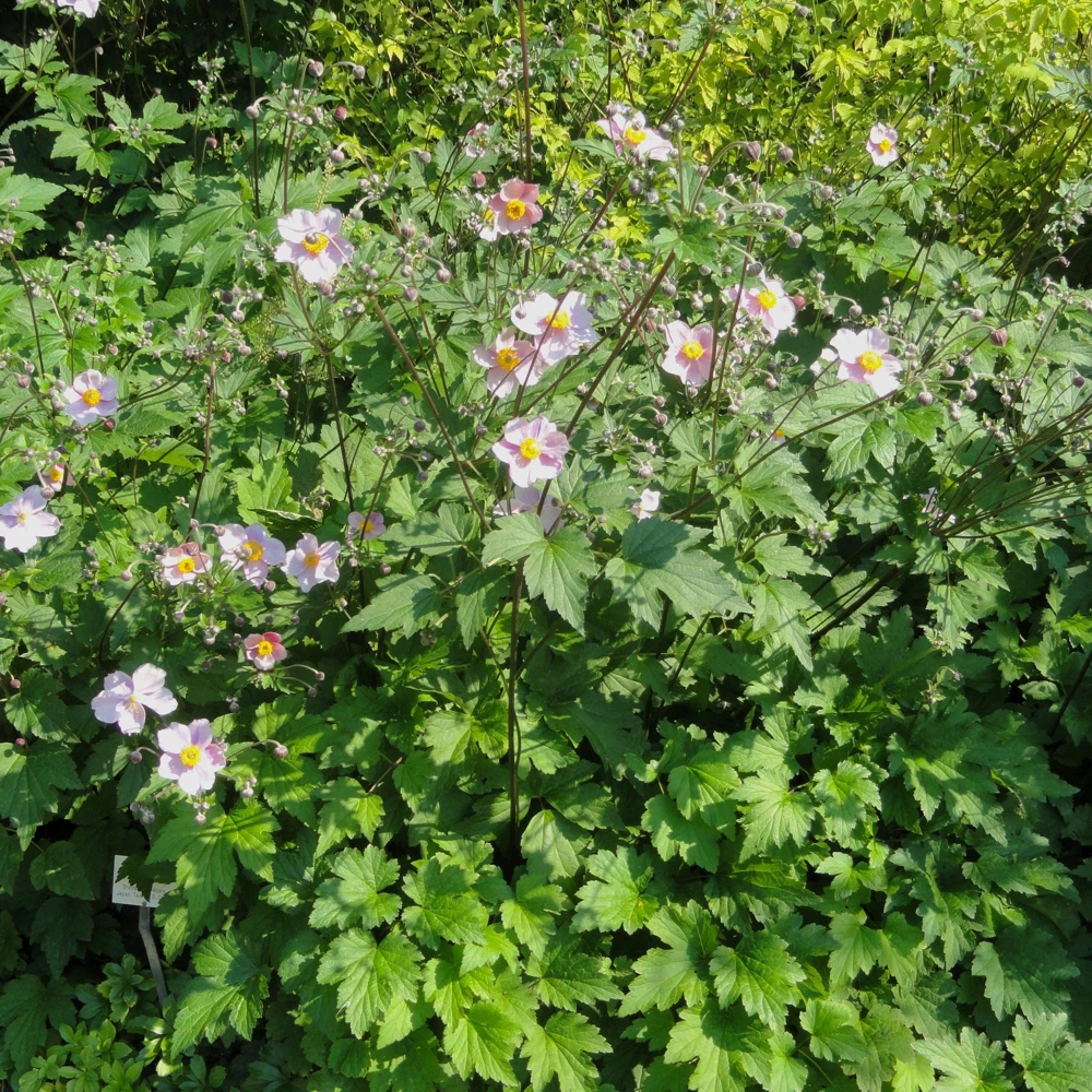 Japanese Anemone 'Robustissima' Live Plant - Pink Windflower in 4 Inch Pot - Image 1