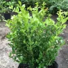 Japanese Boxwood Cuttings Set of 12 – Unrooted Bush Hedge Plant - Image 1