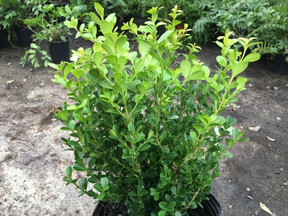 Japanese Boxwood Cuttings Set of 12 – Unrooted Bush Hedge Plant - Image 1