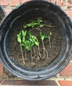Japanese Boxwood Cuttings Set of 12 – Unrooted Bush Hedge Plant - Image 3