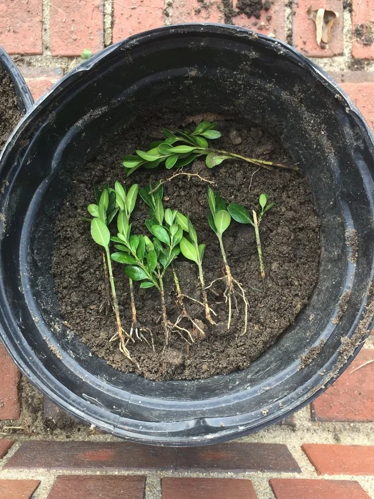 Japanese Boxwood Cuttings Set of 12 – Unrooted Bush Hedge Plant - Image 3