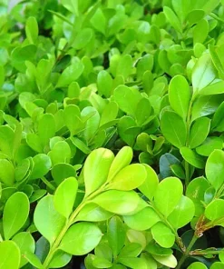 Japanese Boxwood Cuttings Set of 12 – Unrooted Bush Hedge Plant - Image 4