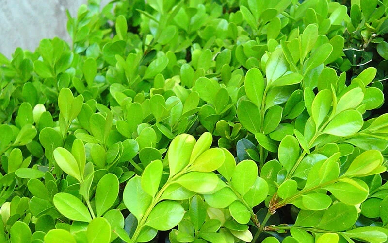 Japanese Boxwood Cuttings Set of 12 – Unrooted Bush Hedge Plant - Image 4