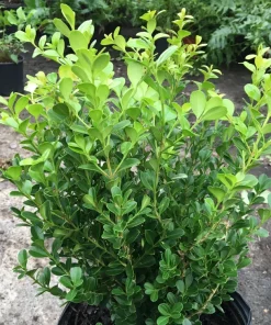 Japanese Boxwood Cuttings Set of 12 – Unrooted Bush Hedge Plant - Image 1