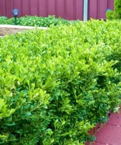 Japanese Boxwood Cuttings - Set of 12 Unrooted Shrubs for Hedges - Image 5