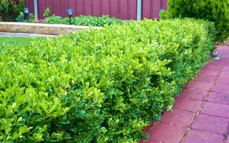 Japanese Boxwood Cuttings - Set of 12 Unrooted Shrubs for Hedges - Image 5