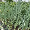 Japanese Bunching Onion 'Kyoto Kujo' Live Plant - Allium fistulosum - 3.5 Inch Pot - Image 1