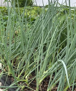 Japanese Bunching Onion 'Kyoto Kujo' Live Plant - Allium fistulosum - 3.5 Inch Pot - Image 1