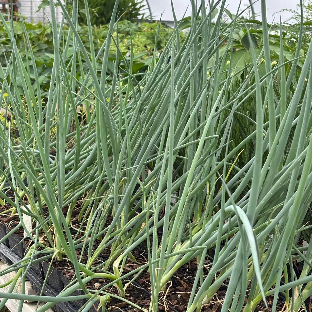 Japanese Bunching Onion 'Kyoto Kujo' Live Plant - Allium fistulosum - 3.5 Inch Pot - Image 1