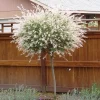 Japanese Dappled Nishiki Willow Shrub - 2.5" Pot, 6-12" Tall Live Plant - Image 1