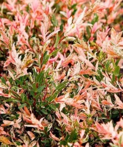 Japanese Dappled Nishiki Willow Shrub - Live Plant 8-14