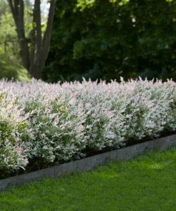 Japanese Dappled Nishiki Willow Shrub - Live Plant 8-14