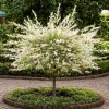 Japanese Dappled Nishiki Willow Shrub - Live Plant 8-14" Tall Quart Pot - Image 1
