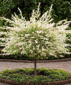 Japanese Dappled Nishiki Willow Shrub - Live Plant 8-14