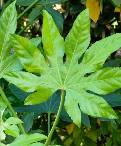 Japanese Fatsia Seeds - Fatsia Japonica Shrub Plant - 10 Seeds - Image 3