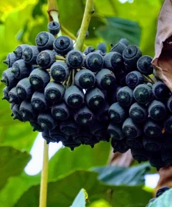 Japanese Fatsia Seeds - Fatsia Japonica Shrub Plant - 10 Seeds - Image 4