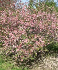 Japanese Flowering Quince 'Toyo Nishiki' Live Plant 6+ Inches Tall for Garden - Image 2