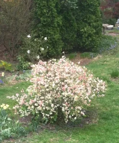 Japanese Flowering Quince 'Toyo Nishiki' Live Plant 6+ Inches Tall for Garden - Image 3