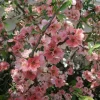 Japanese Flowering Quince 'Toyo Nishiki' Live Plant - 6+ Inches Tall Shrub - Image 1