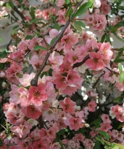 Japanese Flowering Quince 'Toyo Nishiki' Live Plant 6+ Inches Tall for Garden - Image 1